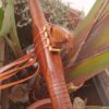 Mi (E) Sapele wood native american flute Eagle totem