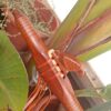 Mi (E) Sapele wood native american flute Eagle totem