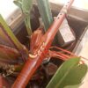 Mi (E) Sapele wood native american flute Eagle totem