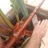 Mi (E) Sapele wood native american flute Eagle totem