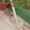Sol (G) Ayon wood native american flute bear totem
