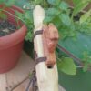 Sol (G) Ayon wood native american flute bear totem