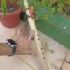 Sol (G) Ayon wood native american flute bear totem